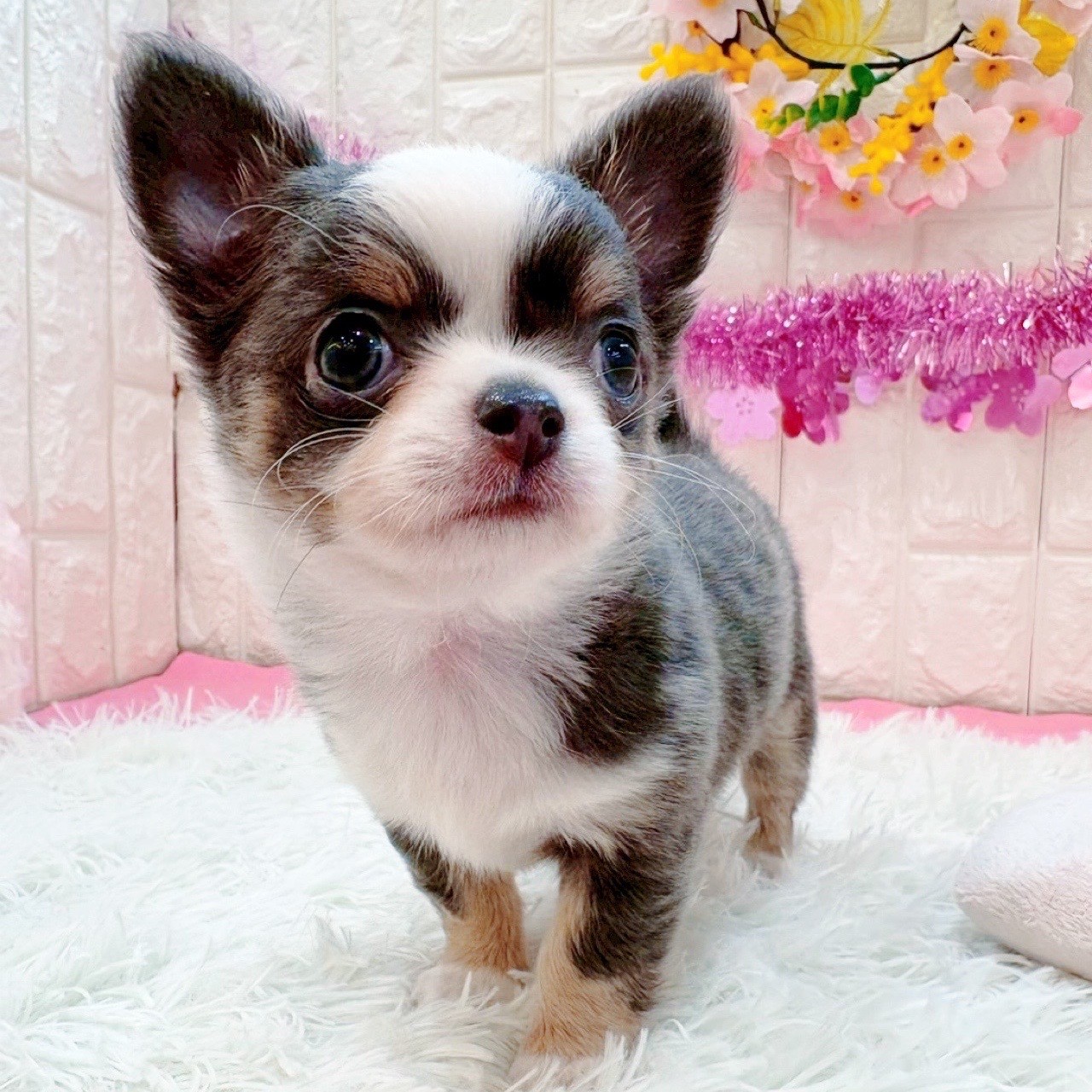 岡山県のチワワ(ロング) (犬の家＆猫の里倉敷店/2026年1月16日生まれ/男の子/ブルーホワイトタン)の子犬の3枚目の画像