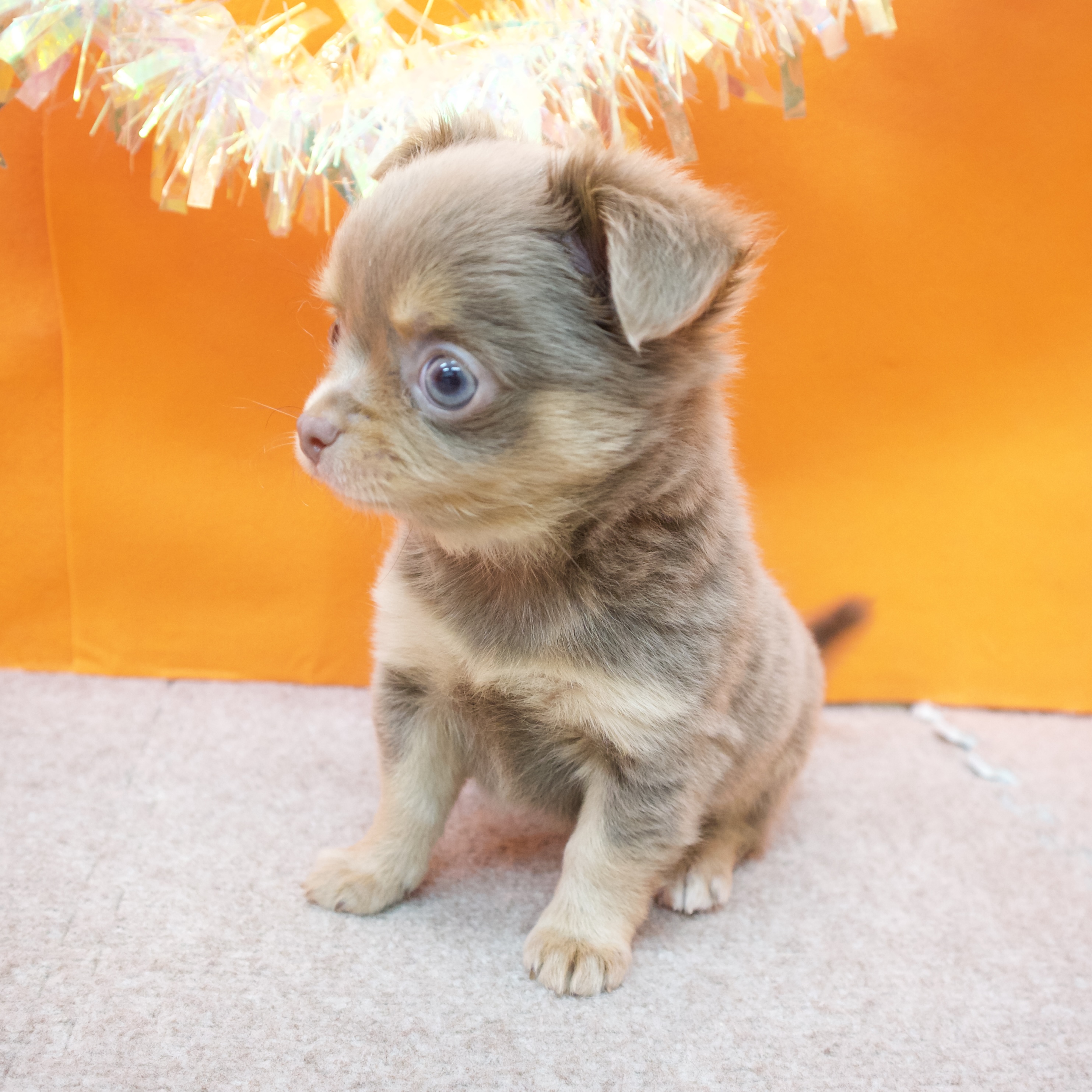 大阪府のチワワ(ロング) (犬の家＆猫の里吹田店/2026年1月16日生まれ/男の子/イザベラタン)の子犬の3枚目の画像