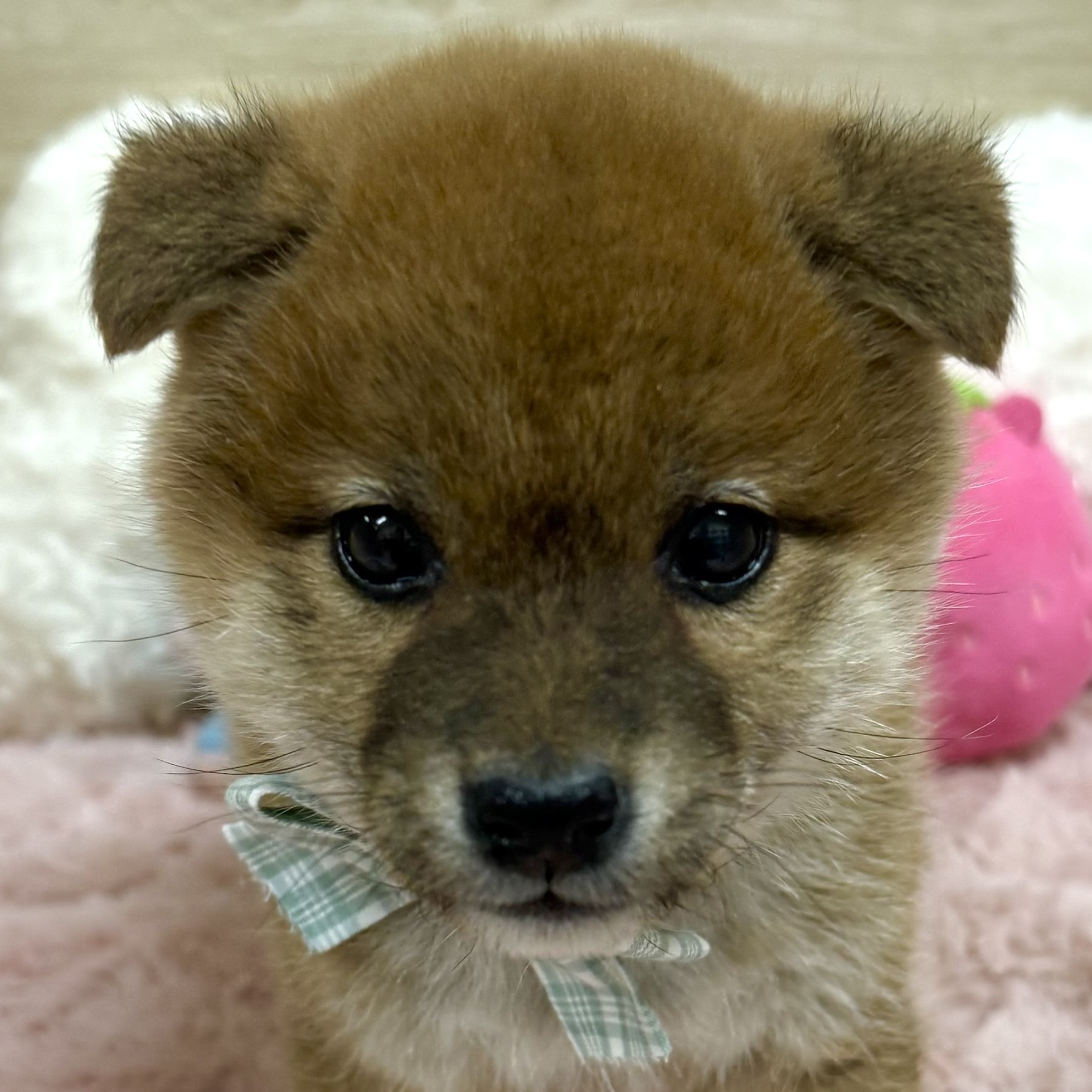 柴犬女の子の写真