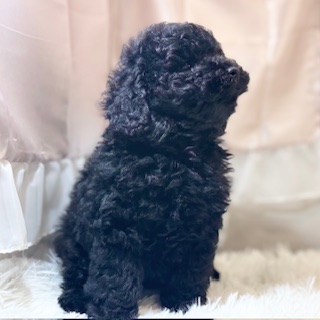 兵庫県のトイプードル(トイ) (犬の家＆猫の里カナート西神戸店/2026年1月17日生まれ/女の子/ブラック)の子犬の3枚目の画像