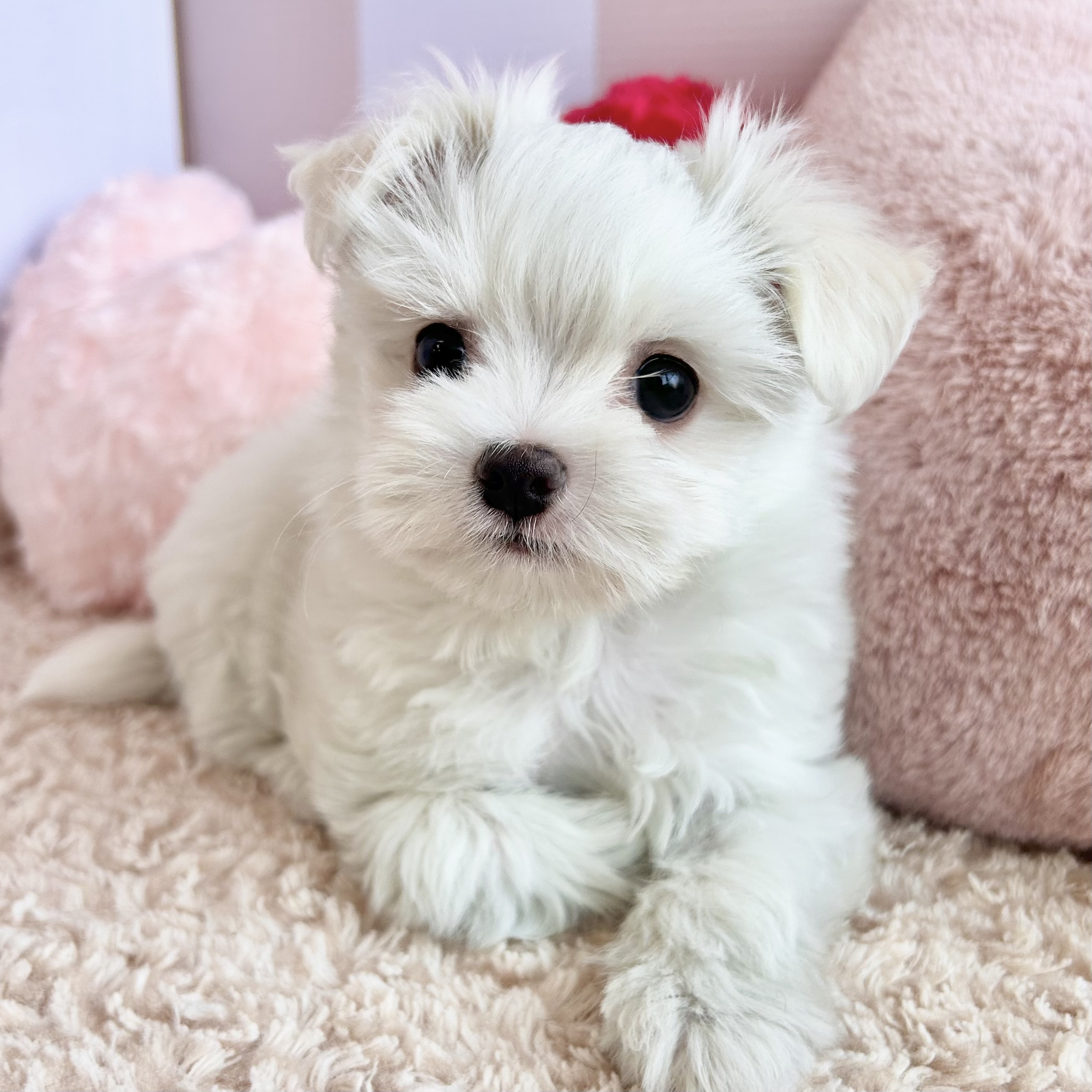 岡山県のチワマル/マルチワ(チワワ×マルチーズ) (犬の家＆猫の里倉敷中庄店/2026年1月18日生まれ/男の子/ホワイトクリーム)の子犬の3枚目の画像