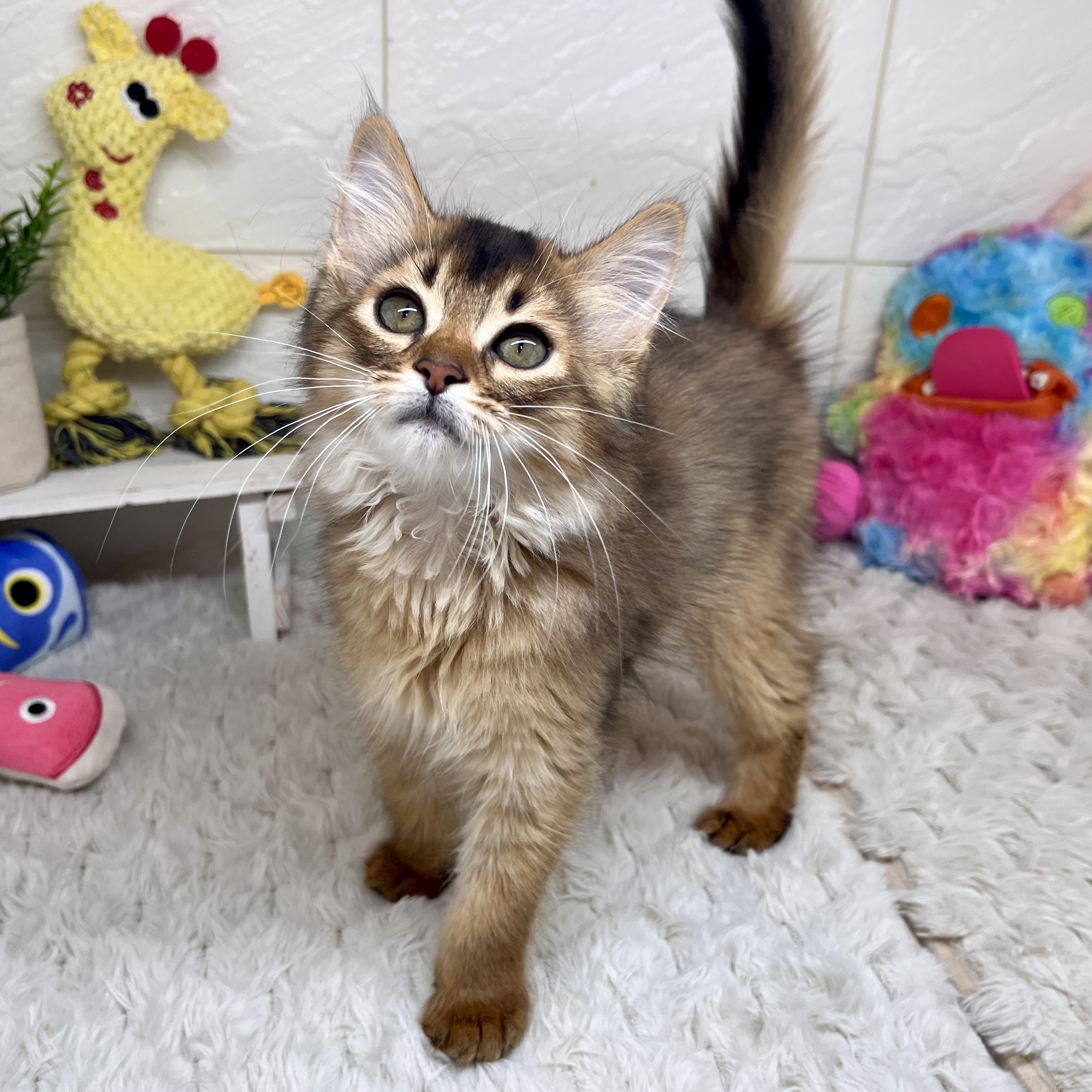 兵庫県のソマリ (犬の家＆猫の里ゆめタウン姫路店/2026年1月12日生まれ/男の子/ルディ)の子猫の3枚目の画像