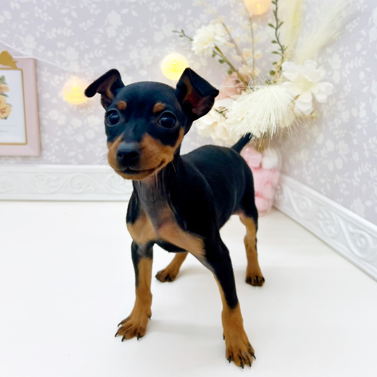 富山県のミニチュアピンシャー (犬の家＆猫の里富山店/2026年1月15日生まれ/女の子/ブラックタン)の子犬の3枚目の画像