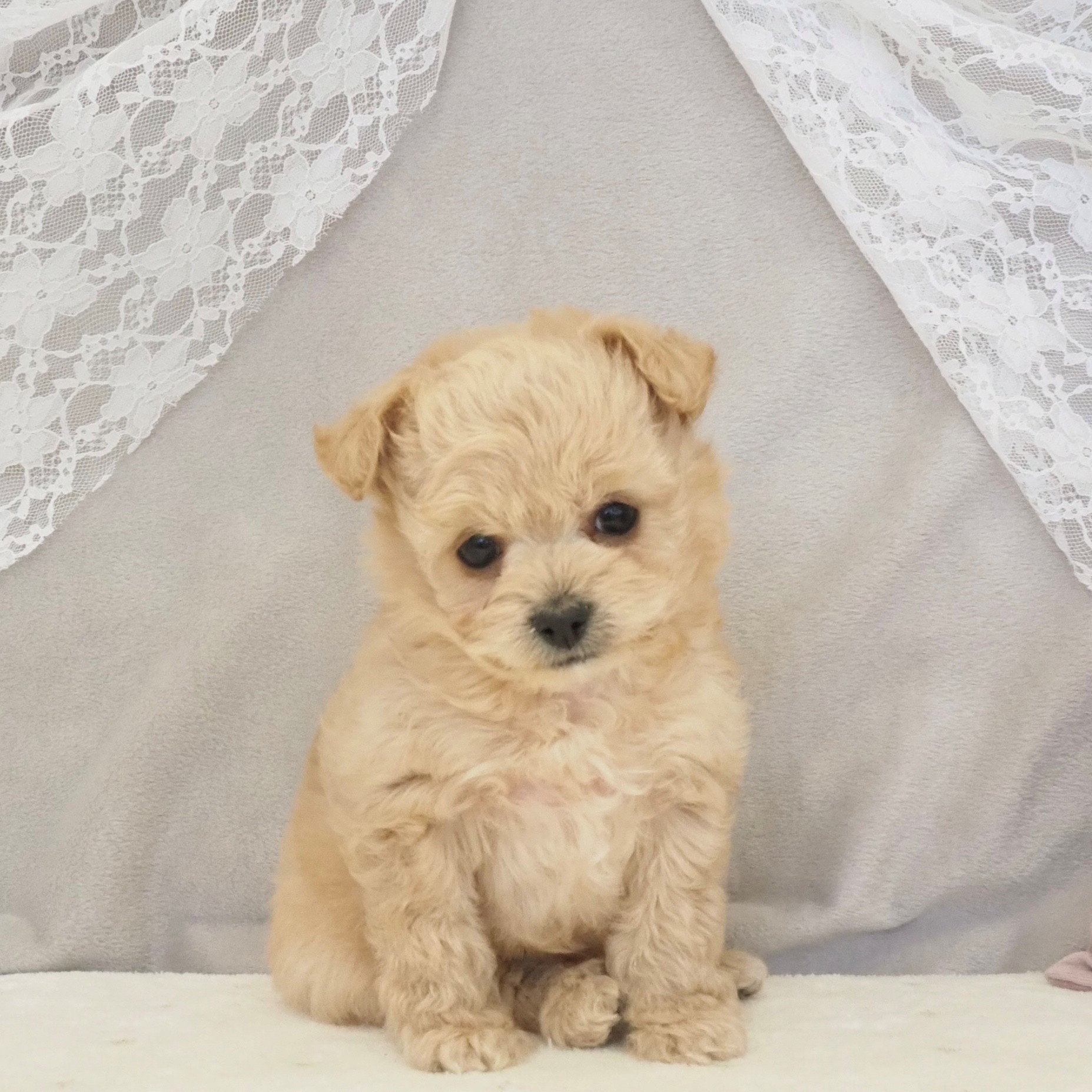 大阪府のチワプー/プーチー(チワワ×プードル) (犬の家＆猫の里もりのみやキューズモールBASE店/2026年1月16日生まれ/男の子/クリーム)の子犬の3枚目の画像