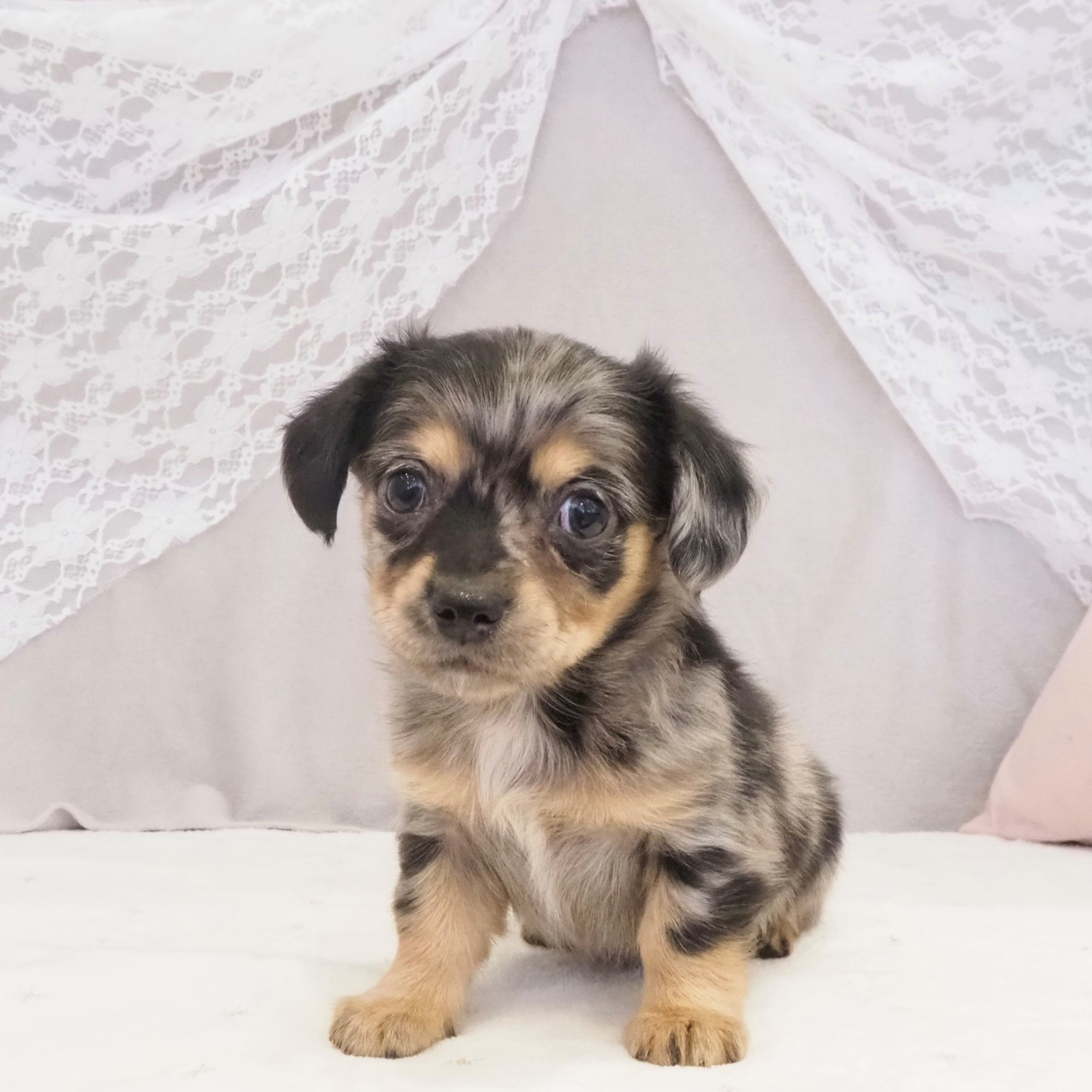 大阪府のチワックス(チワワ×ダックス) (犬の家＆猫の里もりのみやキューズモールBASE店/2026年1月16日生まれ/女の子/ブルーマール)の子犬の3枚目の画像