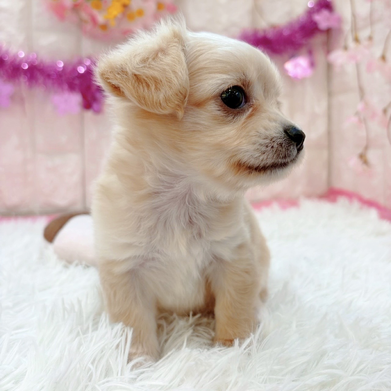 岡山県のチワックス(チワワ×ダックス) (犬の家＆猫の里倉敷店/2026年1月16日生まれ/女の子/クリーム)の子犬の3枚目の画像