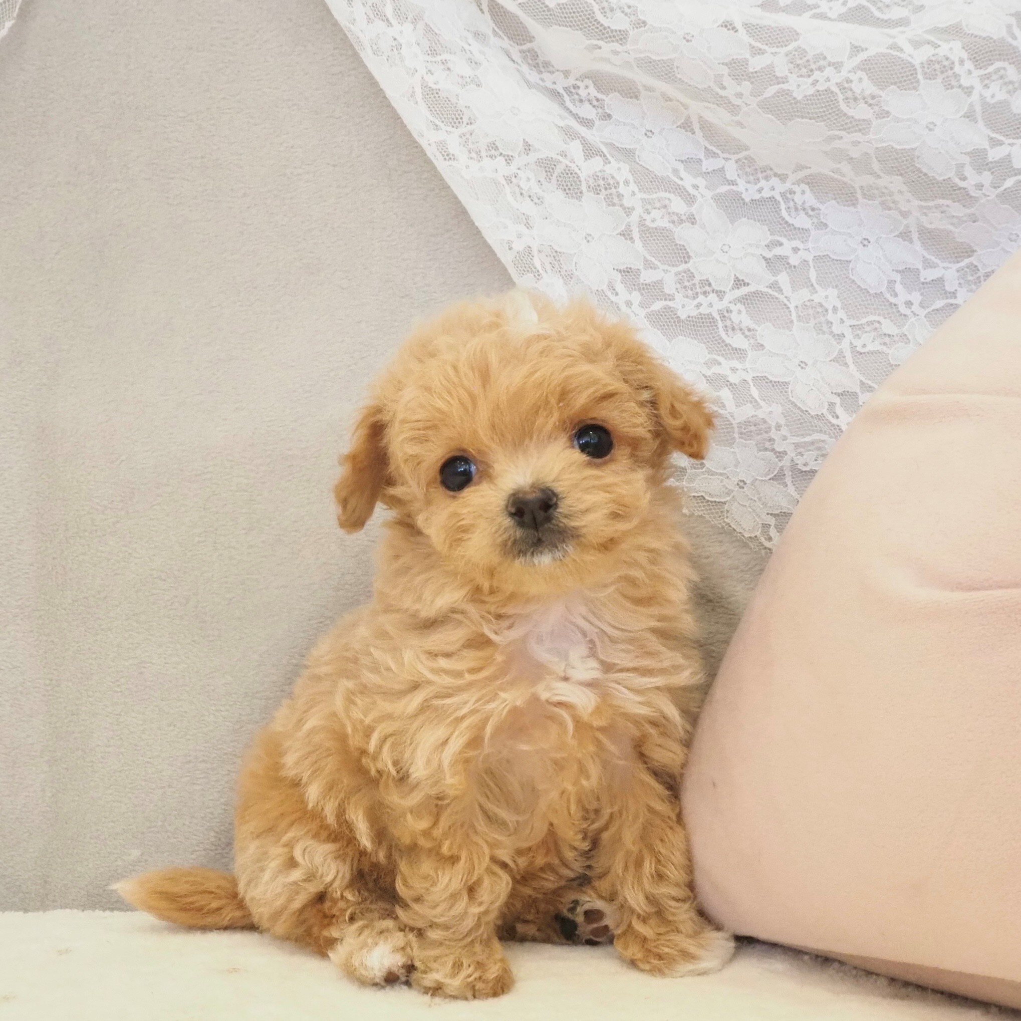 大阪府のチワプー/プーチー(チワワ×プードル) (犬の家＆猫の里もりのみやキューズモールBASE店/2026年1月18日生まれ/女の子/クリーム)の子犬の3枚目の画像