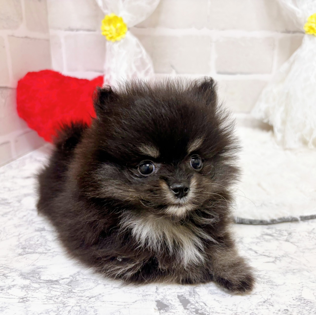 京都府のポメラニアン (犬の家＆猫の里京都精華店/2026年1月10日生まれ/女の子/ブラックタン)の子犬の3枚目の画像