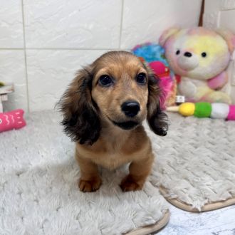兵庫県のカニンヘンダックスフンド(ロング) (犬の家＆猫の里ゆめタウン姫路店/2026年1月18日生まれ/男の子/シェーデットレッド)の子犬の3枚目の画像