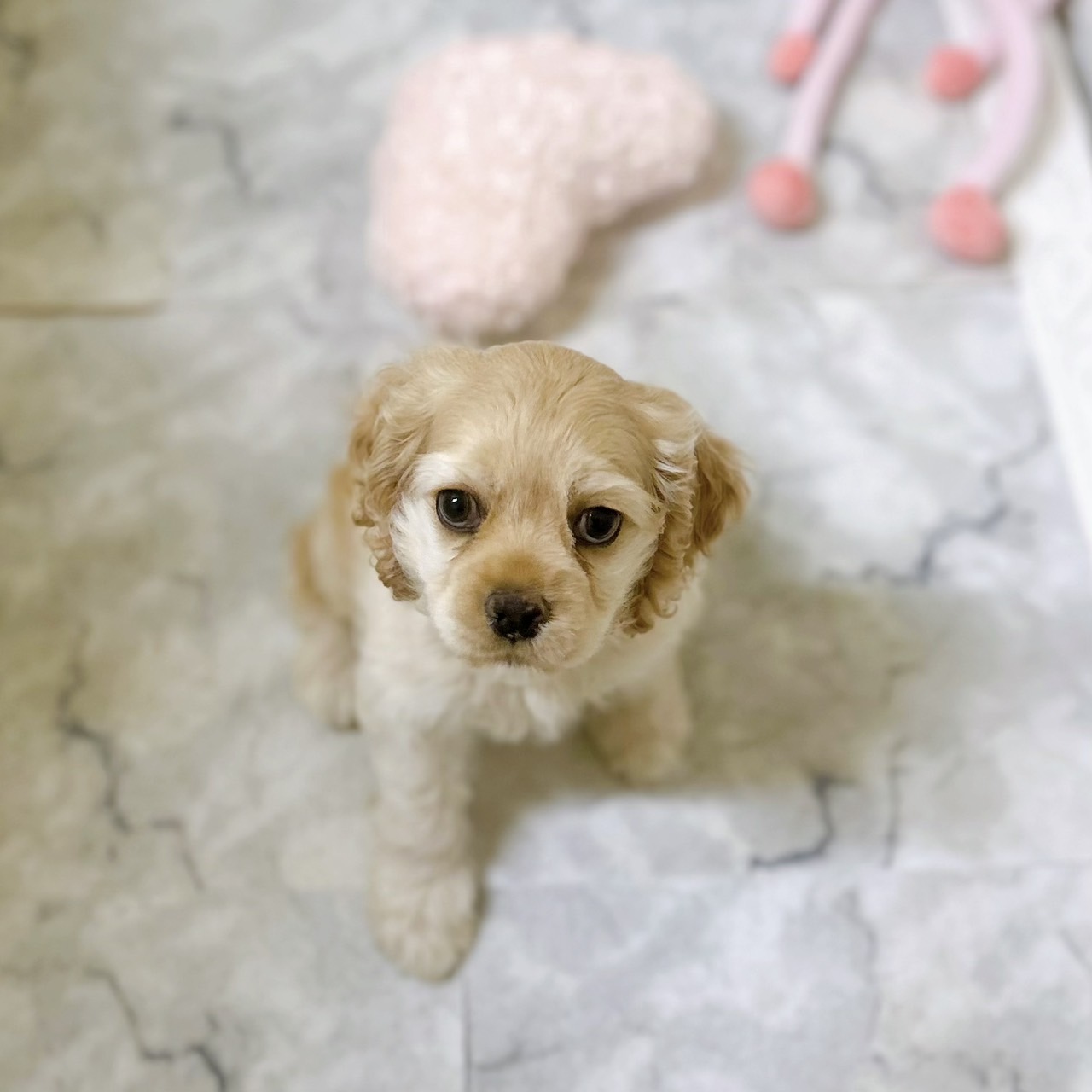 愛知県のアメリカンコッカースパニエル (犬の家＆猫の里岡崎店/2026年1月13日生まれ/女の子/バフ)の子犬の3枚目の画像