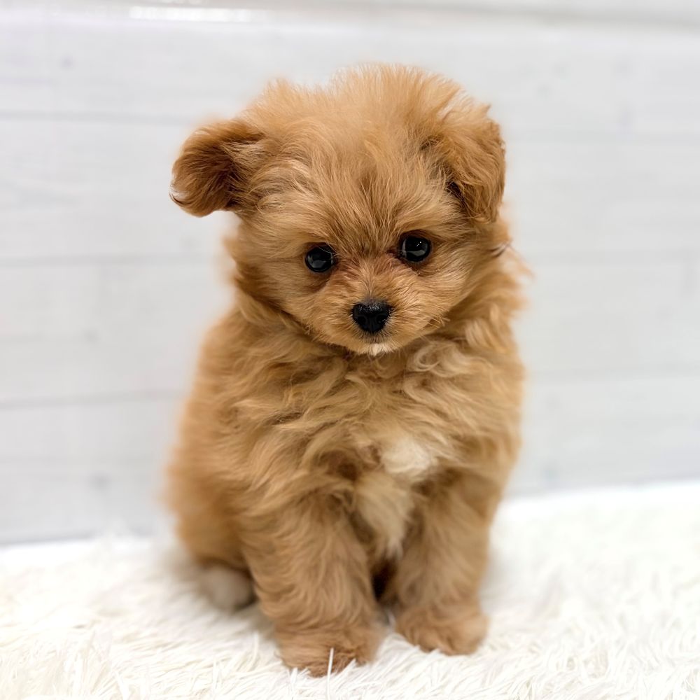愛知県のポメプー(ポメラニアン×プードル) (犬の家＆猫の里豊田店/2026年1月17日生まれ/女の子/アプリコット)の子犬の3枚目の画像