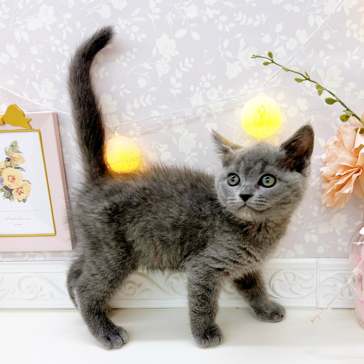 富山県のブリティッシュショートヘアー (犬の家＆猫の里富山店/2026年1月16日生まれ/男の子/ブルー)の子猫の3枚目の画像