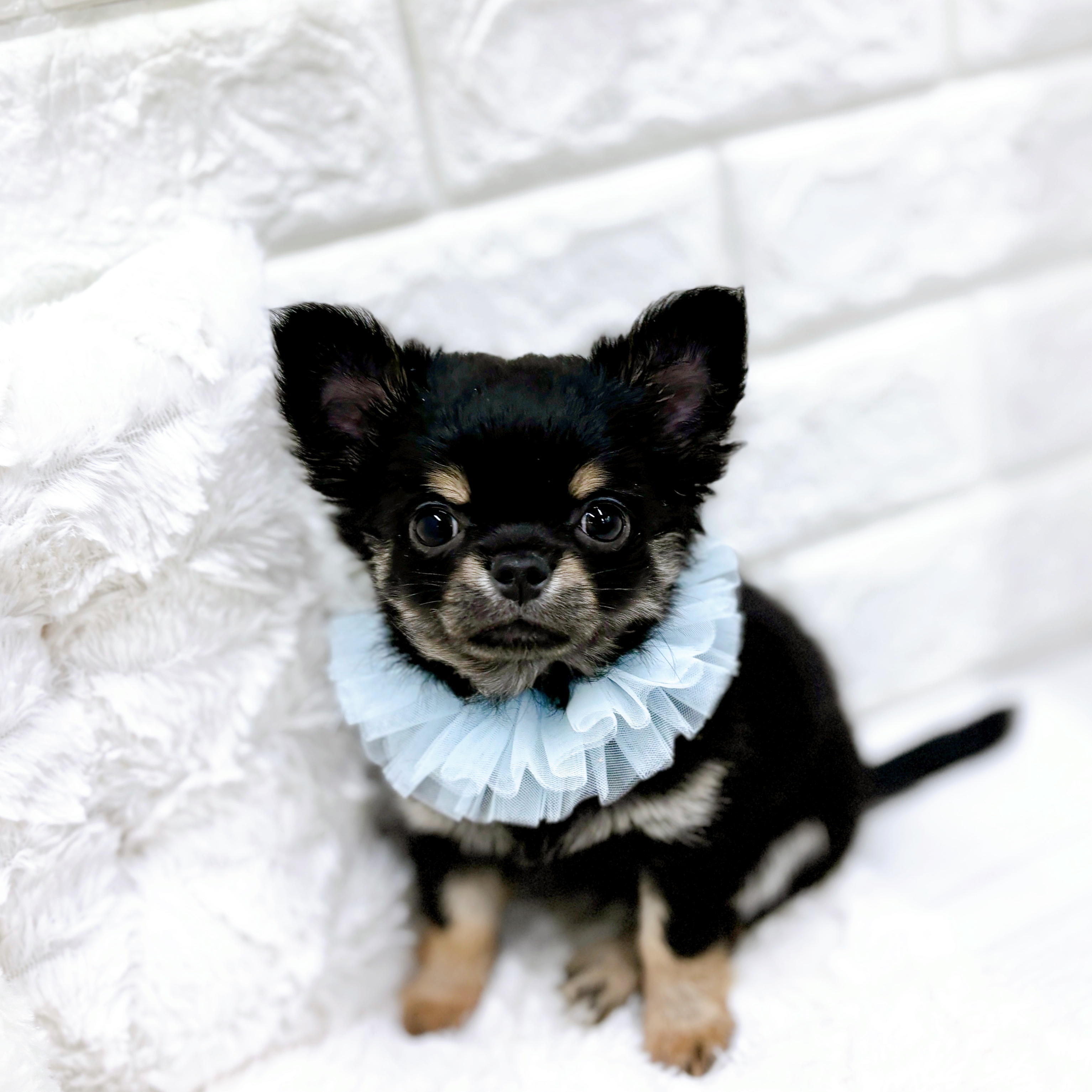 福井県のチワワ(ロング) (犬の家＆猫の里アミーゴ福井店/2026年1月14日生まれ/男の子/ブラッククリーム)の子犬の3枚目の画像