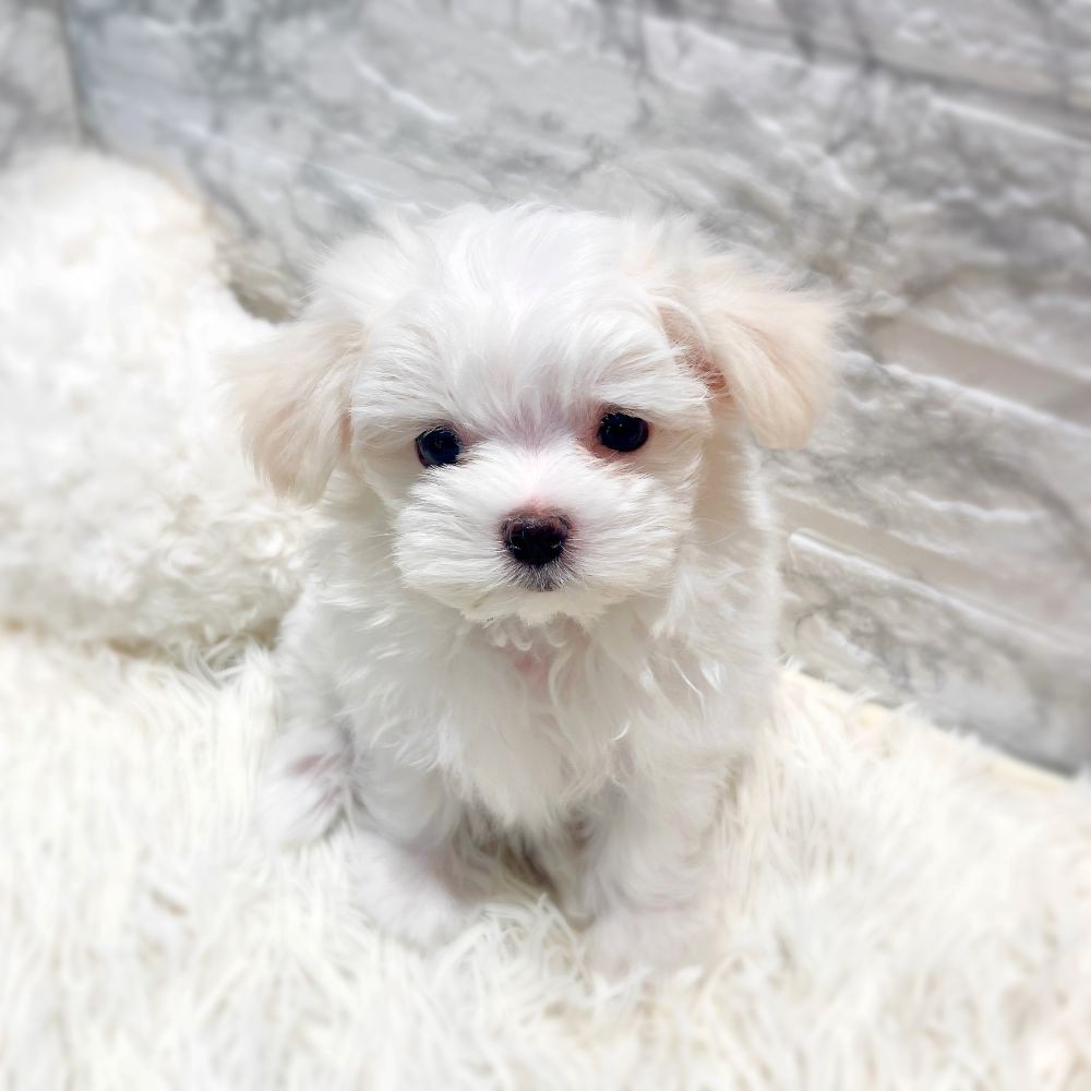 愛知県のマルチーズ (犬の家＆猫の里MiO香久山店/2026年1月13日生まれ/女の子/ホワイト)の子犬の3枚目の画像