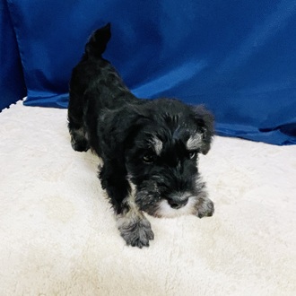 愛知県のミニチュアシュナウザー (犬の家＆猫の里一宮店/2026年1月18日生まれ/男の子/ブラックシルバー)の子犬の3枚目の画像