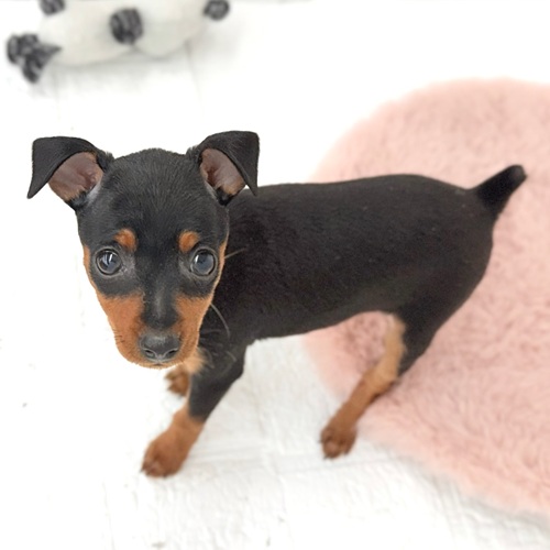 愛知県のミニチュアピンシャー (犬の家＆猫の里豊川インター店/2026年1月16日生まれ/女の子/ブラックタン)の子犬の3枚目の画像