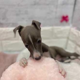 静岡県のイタリアングレーハウンド (犬の家＆猫の里プレ葉ウォーク浜北店/2026年1月14日生まれ/女の子/ブルーホワイト)の子犬の3枚目の画像