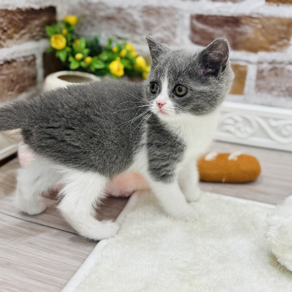 三重県のブリティッシュショートヘアー (犬の家＆猫の里三重桑名店/2026年1月17日生まれ/女の子/ブルーホワイト)の子猫の3枚目の画像