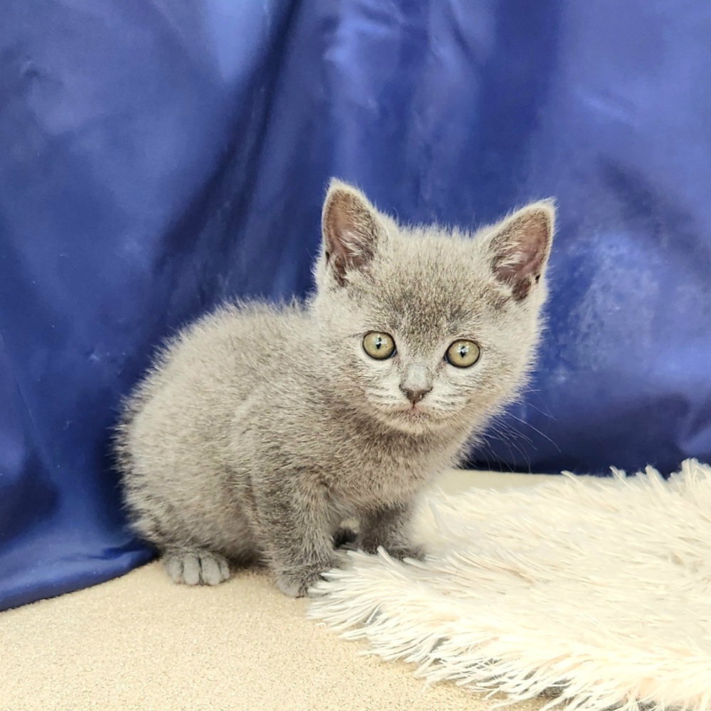 岐阜県のブリティッシュショートヘアー (犬の家＆猫の里中津川店/2026年1月17日生まれ/男の子/ブルー)の子猫の3枚目の画像