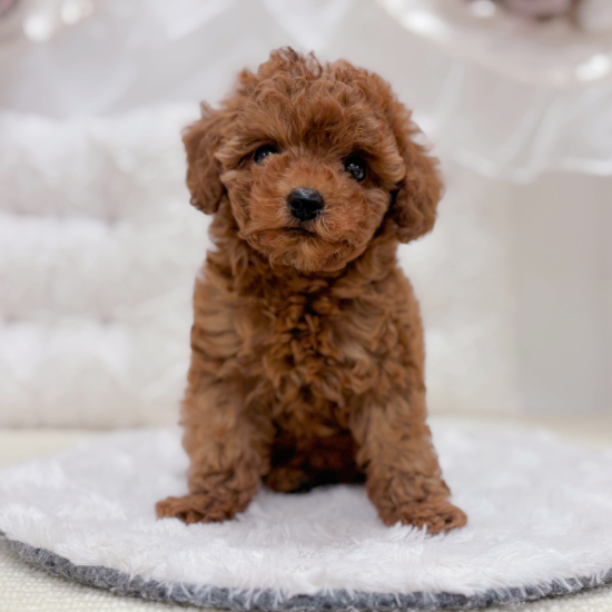 トイプードル女の子の写真
