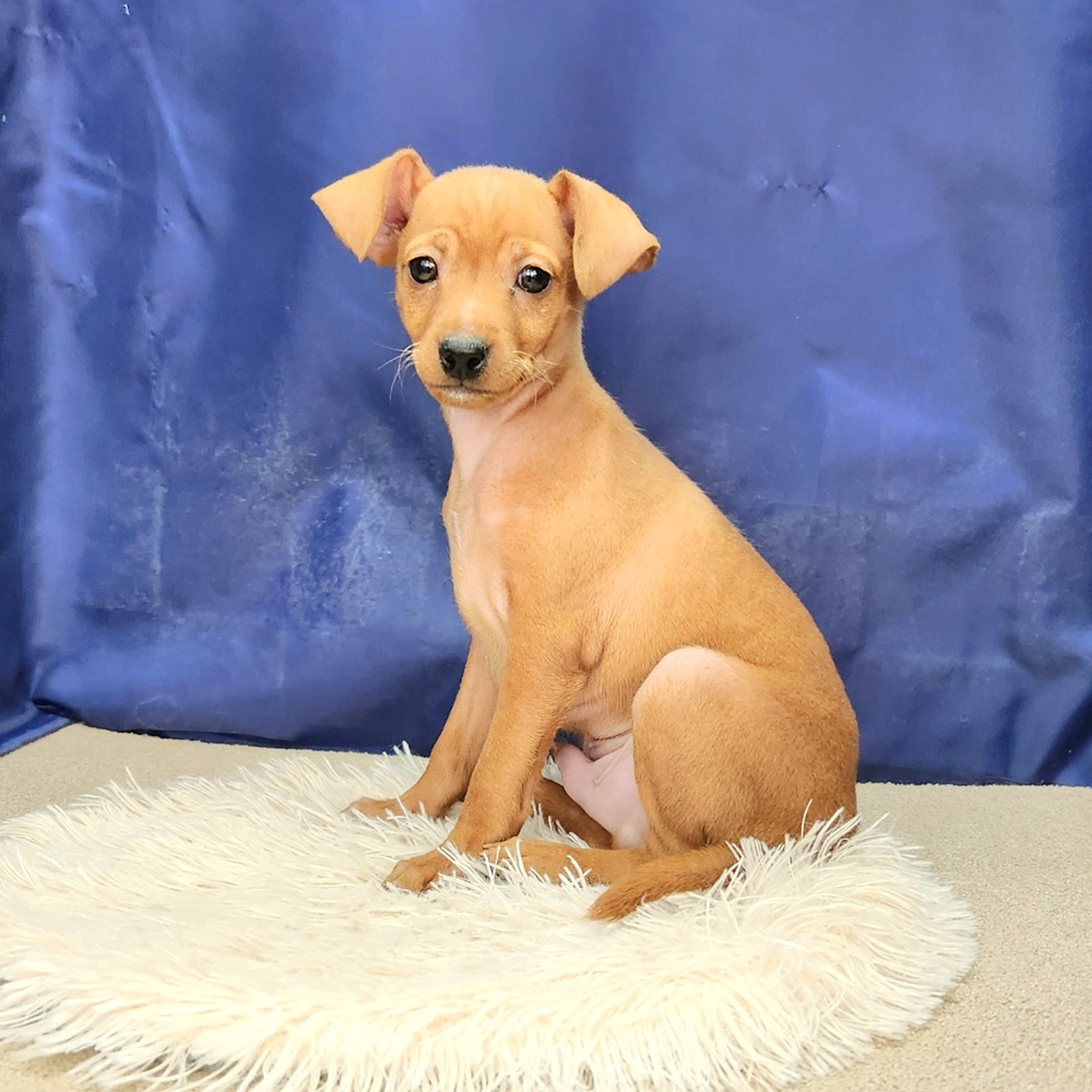 岐阜県のミニチュアピンシャー (犬の家＆猫の里中津川店/2026年1月16日生まれ/男の子/レッド)の子犬の3枚目の画像