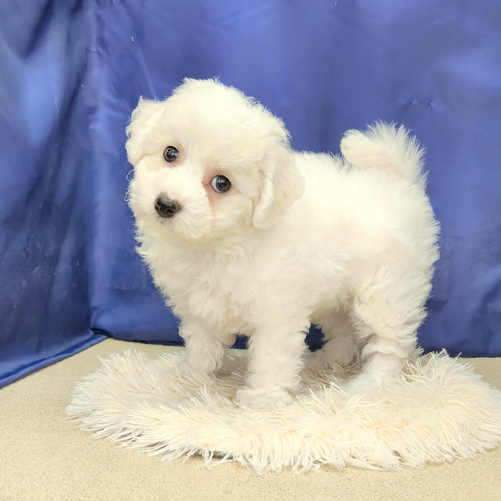 岐阜県のビションフリーゼ (犬の家＆猫の里中津川店/2026年1月18日生まれ/女の子/ホワイト)の子犬の3枚目の画像