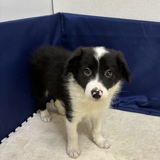 愛知県のボーダーコリー (犬の家＆猫の里一宮店/2026年1月16日生まれ/男の子/ブラックホワイト)の子犬の3枚目の画像
