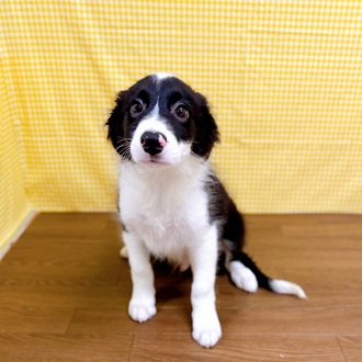 愛知県のボーダーコリー (犬の家＆猫の里一宮店/2026年1月16日生まれ/男の子/ブラックホワイト)の子犬の3枚目の画像