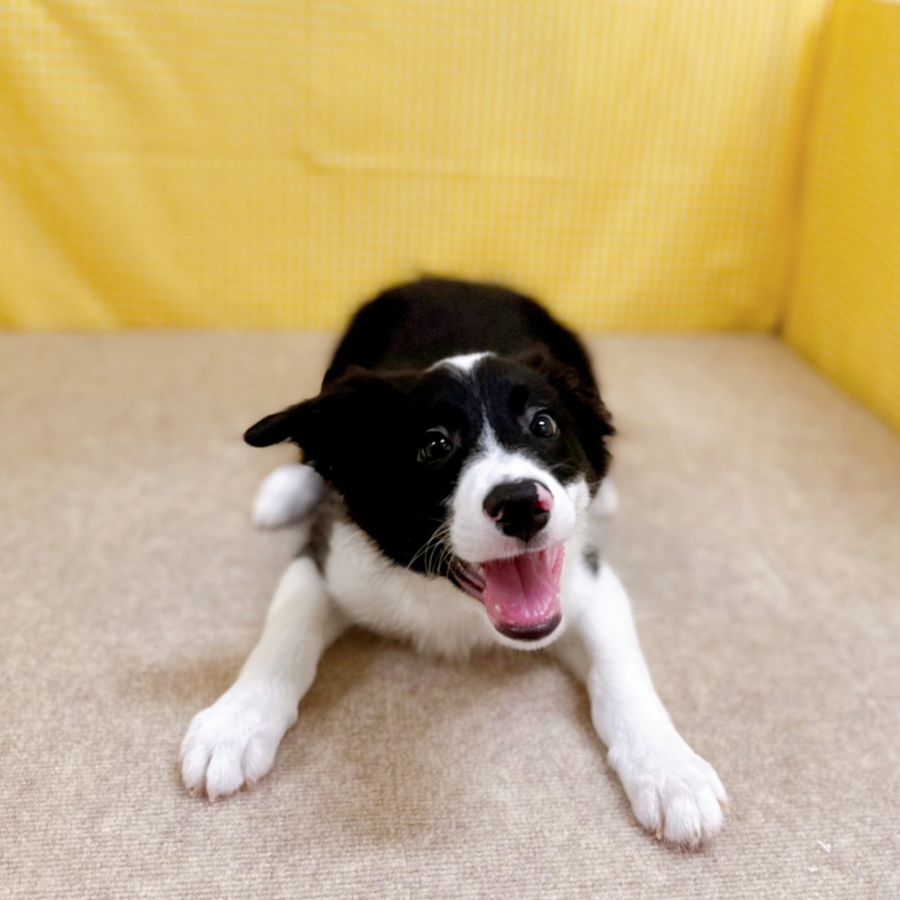 愛知県のボーダーコリー (犬の家＆猫の里一宮店/2026年1月16日生まれ/男の子/ブラックホワイト)の子犬の3枚目の画像