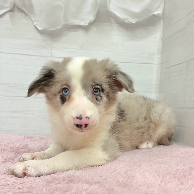 ボーダーコリー女の子の写真