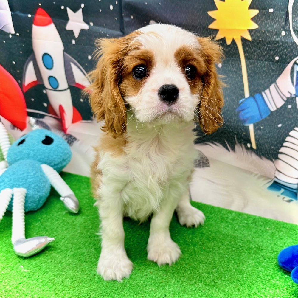 愛知県のキャバリアキングチャールズスパニエル (犬の家＆猫の里名古屋天白店/2026年1月16日生まれ/男の子/ブレンハイム)の子犬の3枚目の画像