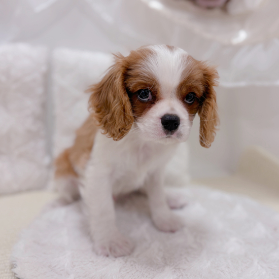 岐阜県のキャバリアキングチャールズスパニエル (犬の家＆猫の里カラフルタウン岐阜店/2026年1月16日生まれ/男の子/ブレンハイム)の子犬の3枚目の画像