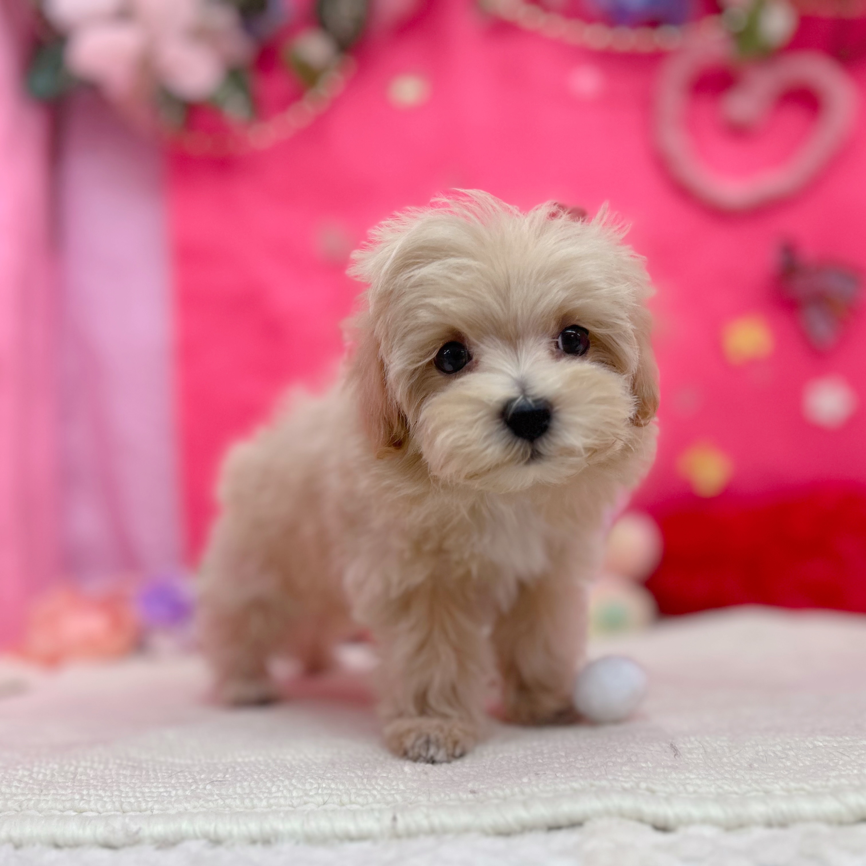 岐阜県のマルプー(マルチーズ×プードル) (犬の家＆猫の里岐南店/2026年1月16日生まれ/男の子/アプリコット)の子犬の3枚目の画像