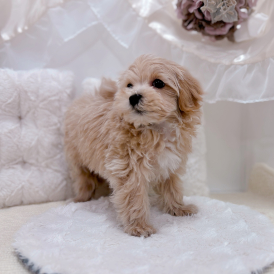 岐阜県のマルプー(マルチーズ×プードル) (犬の家＆猫の里カラフルタウン岐阜店/2026年1月16日生まれ/女の子/アプリコット)の子犬の3枚目の画像