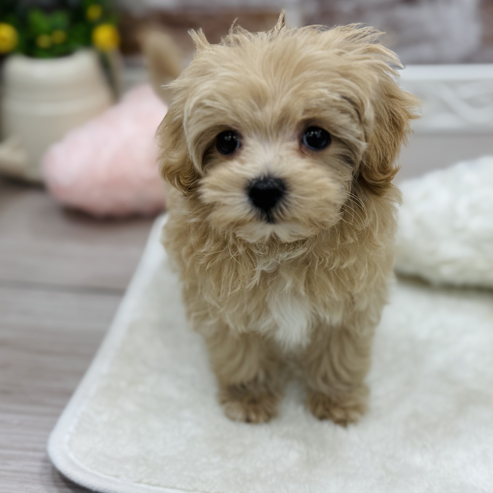 三重県のマルプー(マルチーズ×プードル) (犬の家＆猫の里三重桑名店/2026年1月16日生まれ/女の子/アプリコット)の子犬の3枚目の画像