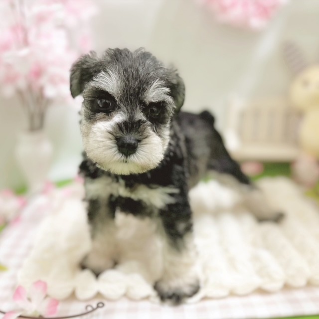 静岡県のミニチュアシュナウザー (犬の家＆猫の里藤枝店/2026年1月20日生まれ/男の子/ソルトペッパー)の子犬の3枚目の画像