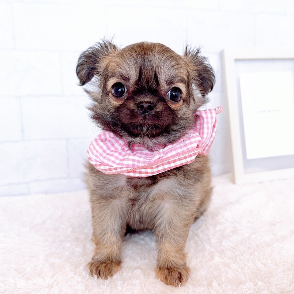 石川県のチワワ(ロング) (犬の家＆猫の里金沢店/2026年1月18日生まれ/女の子/フォーン)の子犬の3枚目の画像