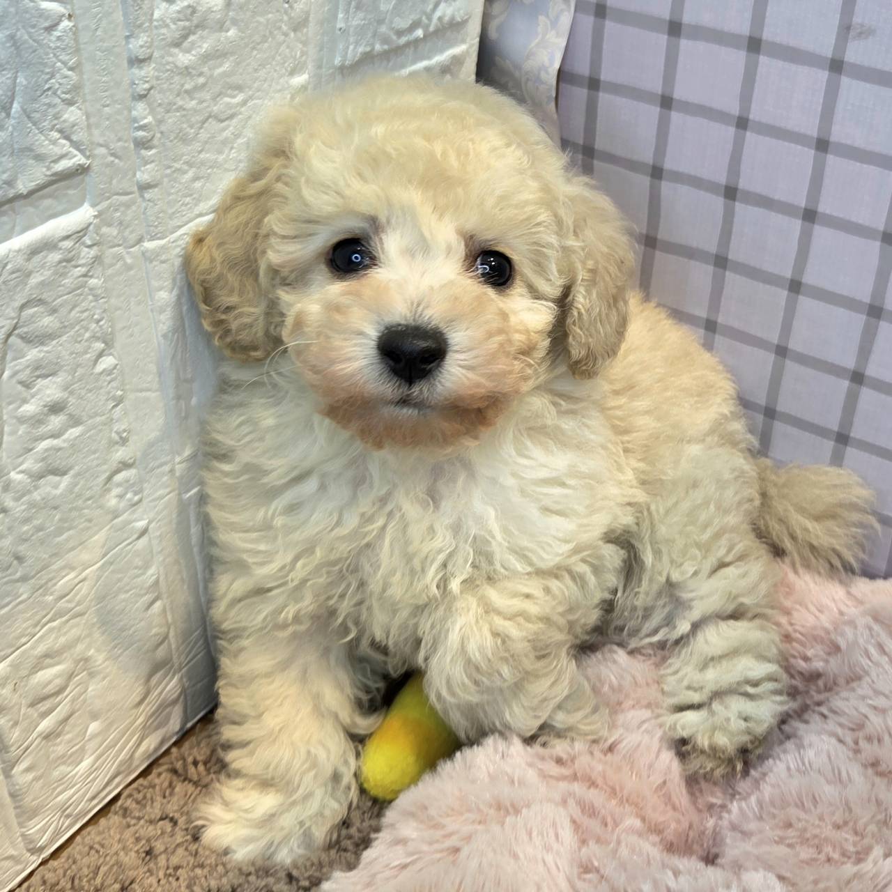 長野県のトイプードル(トイ) (犬の家＆猫の里カインズ梓川店/2026年1月19日生まれ/男の子/ホワイト)の子犬の3枚目の画像