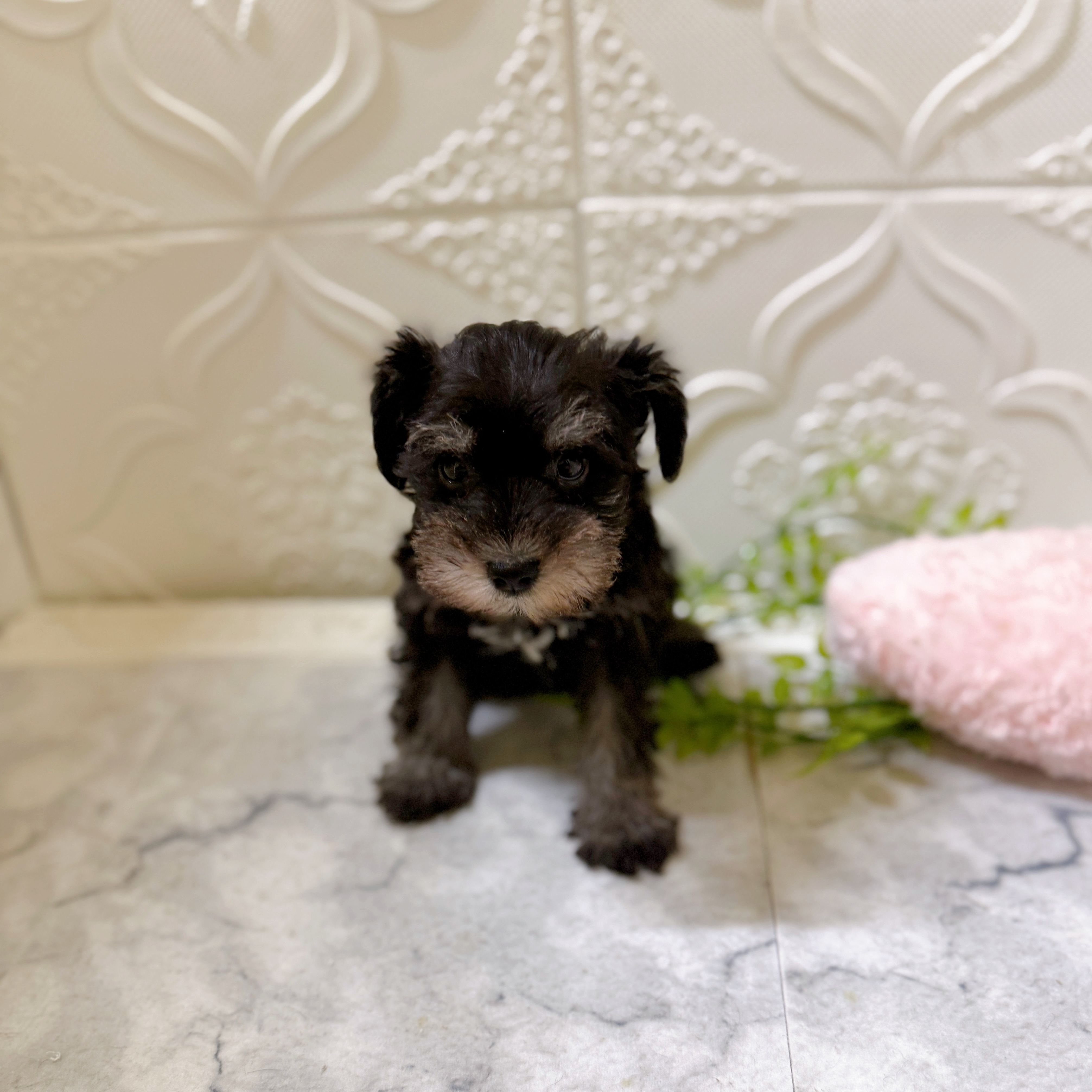 愛知県のミニチュアシュナウザー (犬の家＆猫の里岡崎店/2026年1月19日生まれ/男の子/ブラックシルバー)の子犬の3枚目の画像