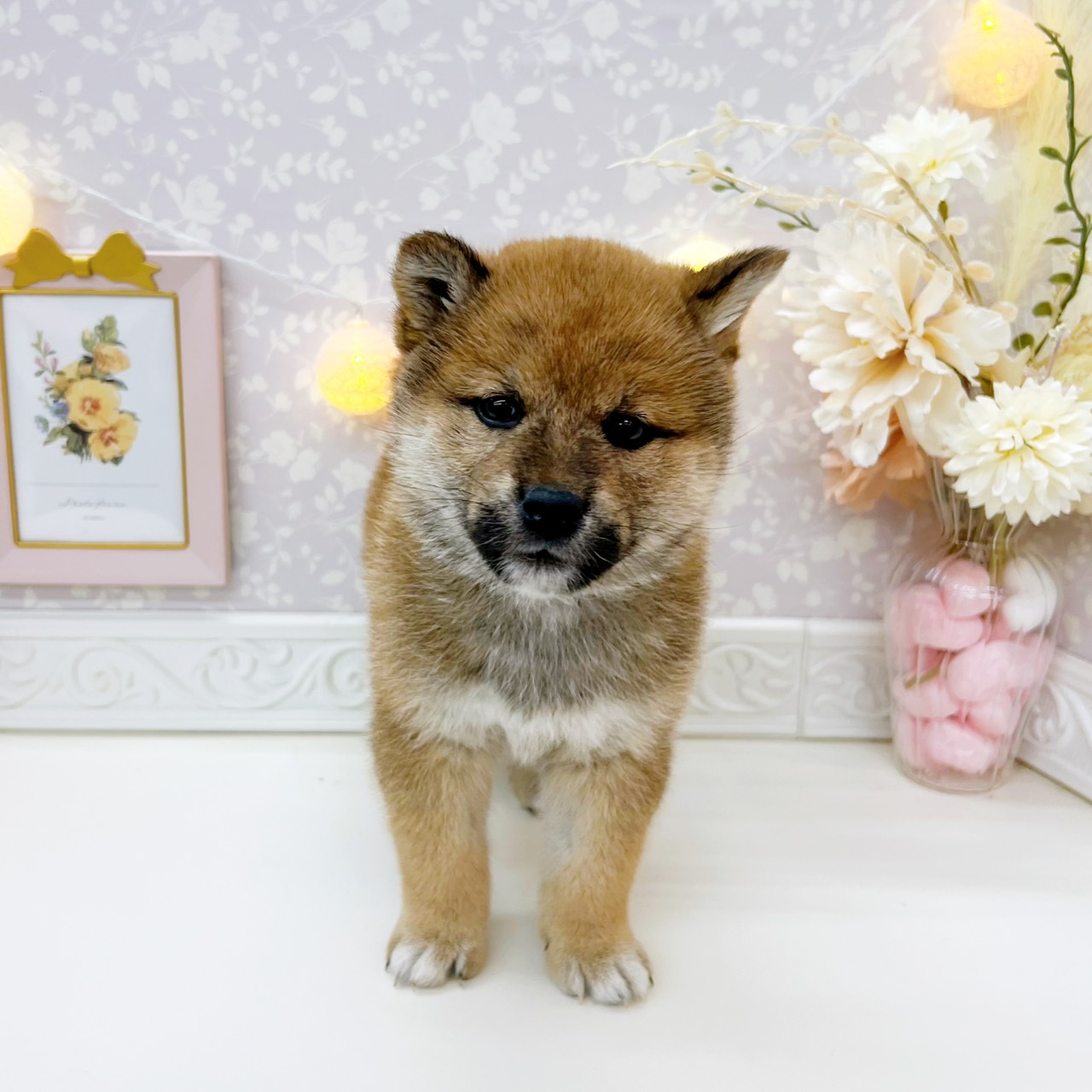 富山県の柴犬(標準サイズ) (犬の家＆猫の里富山店/2026年1月18日生まれ/女の子/赤)の子犬の3枚目の画像