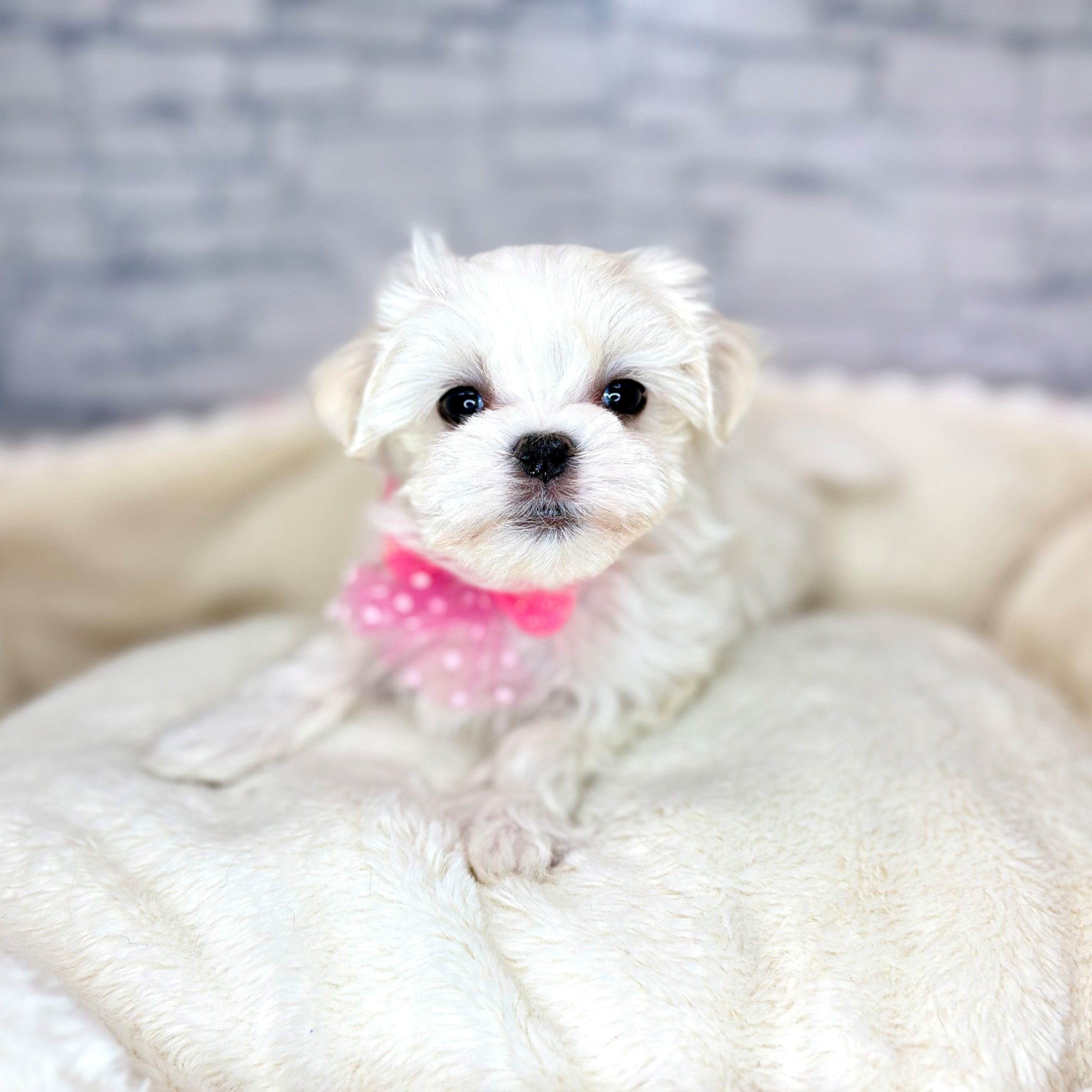 マルチーズ女の子の写真