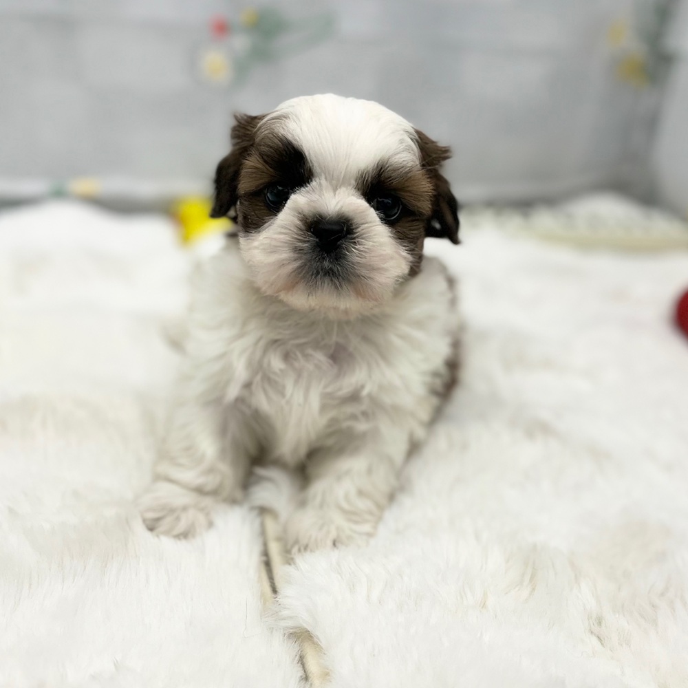 静岡県のシーズー (犬の家＆猫の里MEGAドン・キホーテ袋井店/2026年1月19日生まれ/男の子/ホワイトゴールド)の子犬の3枚目の画像