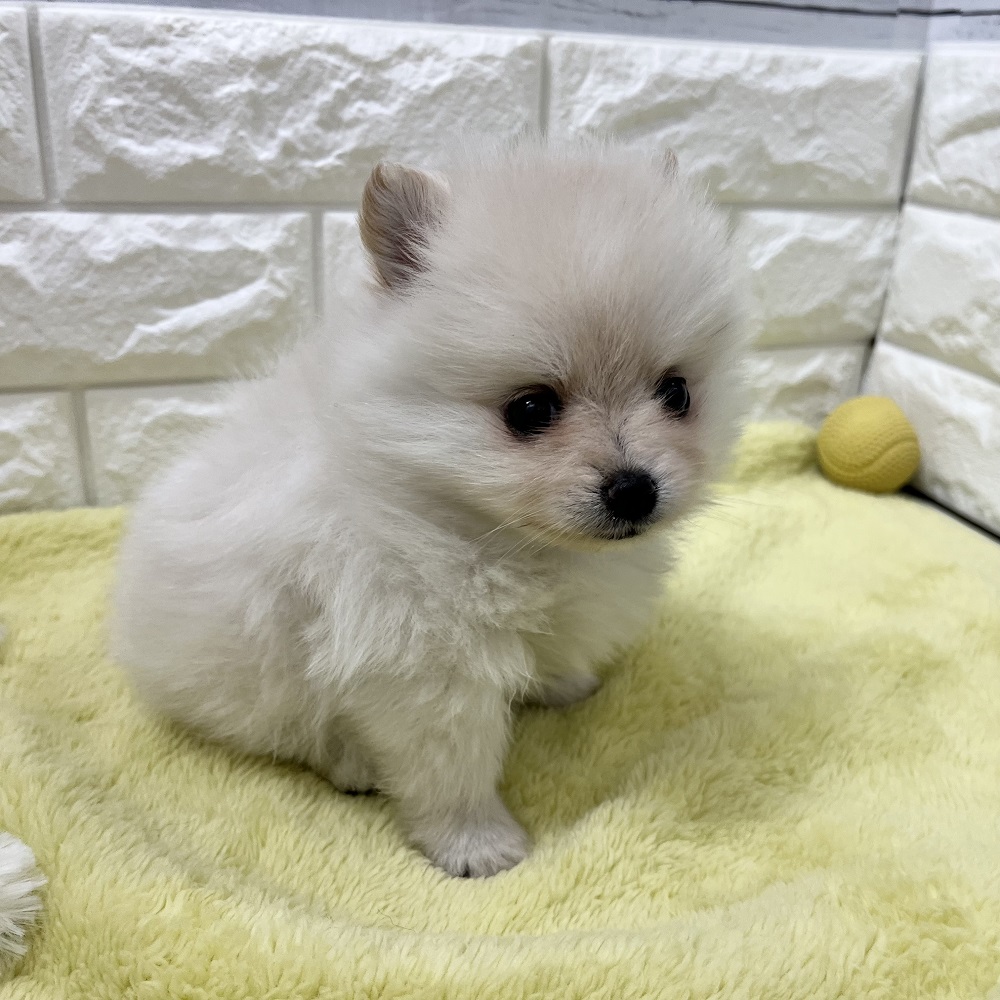 ポメラニアン女の子の写真