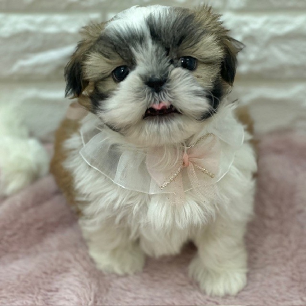 静岡県のシーズー (犬の家＆猫の里アミーゴ浜松和田店/2026年1月19日生まれ/女の子/ゴールドホワイト)の子犬の3枚目の画像