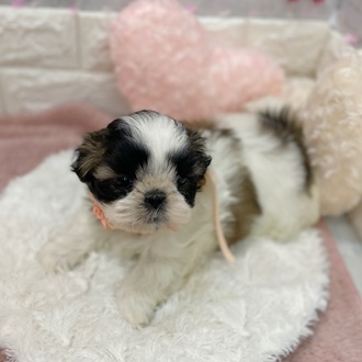 静岡県のシーズー (犬の家＆猫の里プレ葉ウォーク浜北店/2026年1月19日生まれ/女の子/ホワイトゴールド)の子犬の3枚目の画像