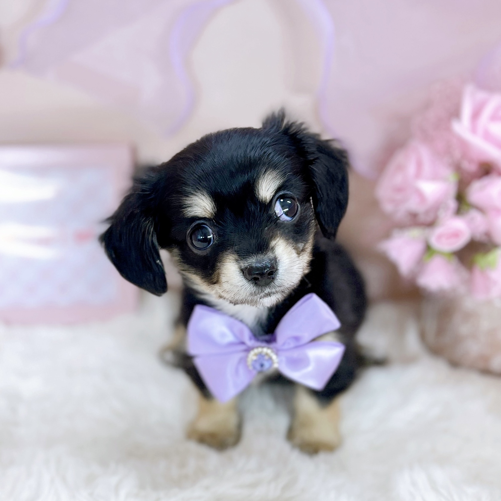 福井県のチワックス(チワワ×ダックス) (犬の家＆猫の里アミーゴ福井大和田店/2026年1月20日生まれ/女の子/ブラッククリーム)の子犬の3枚目の画像