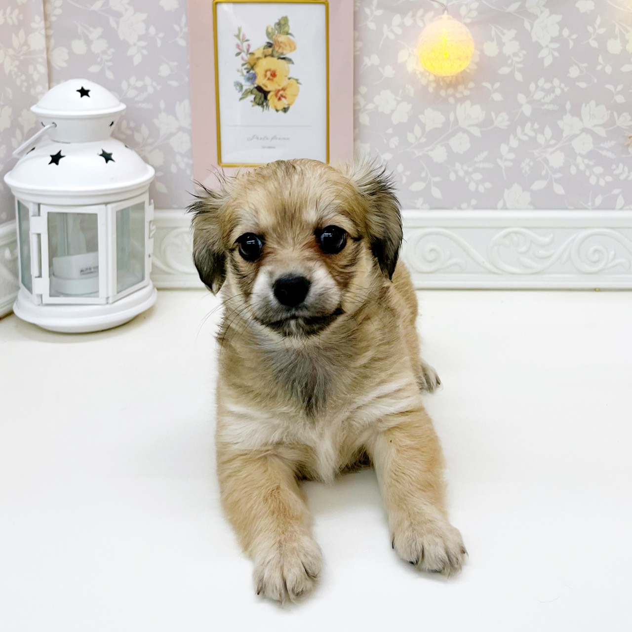 富山県のチワックス(チワワ×ダックス) (犬の家＆猫の里富山店/2026年1月20日生まれ/女の子/シェーデットイエロー)の子犬の3枚目の画像