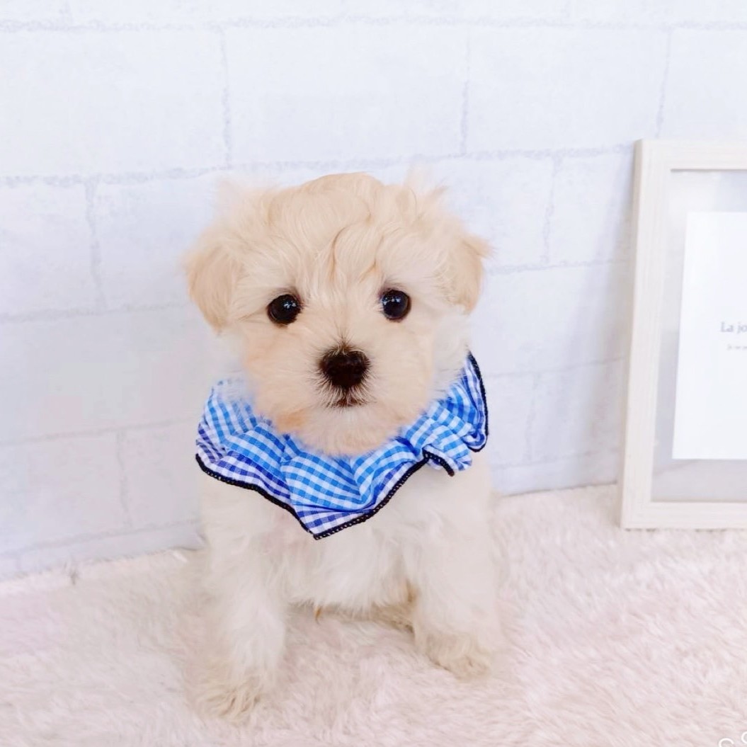 石川県のマルプー(マルチーズ×プードル) (犬の家＆猫の里金沢店/2026年1月20日生まれ/男の子/クリーム)の子犬の3枚目の画像