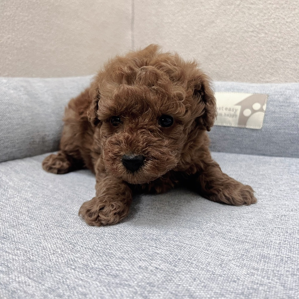 長野県のトイプードル(トイ) (犬の家＆猫の里塩尻店/2026年1月20日生まれ/男の子/レッド)の子犬の3枚目の画像