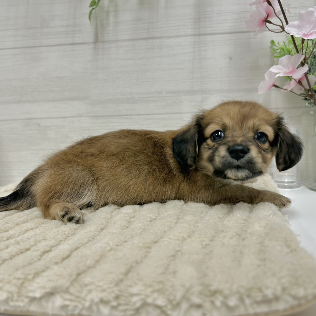 神奈川県のチワックス(チワワ×ダックス) (犬の家＆猫の里相模原店/2026年1月19日生まれ/女の子/レッド)の子犬の3枚目の画像